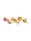 fuzzy Faux Peaches 4",