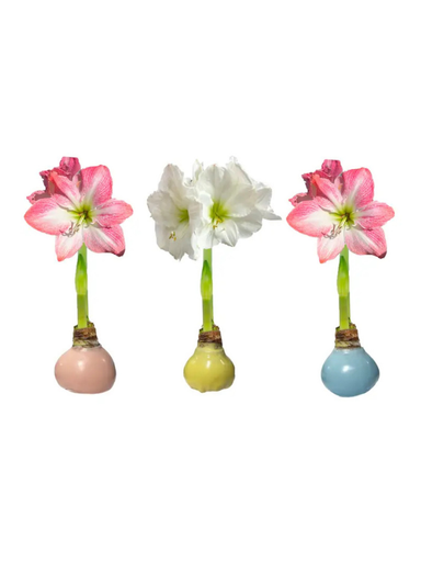 Amarylis bulb with wax bottom