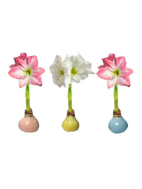 Amarylis bulb with wax bottom