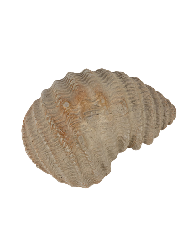 Stoneware Oyster Shell Dish