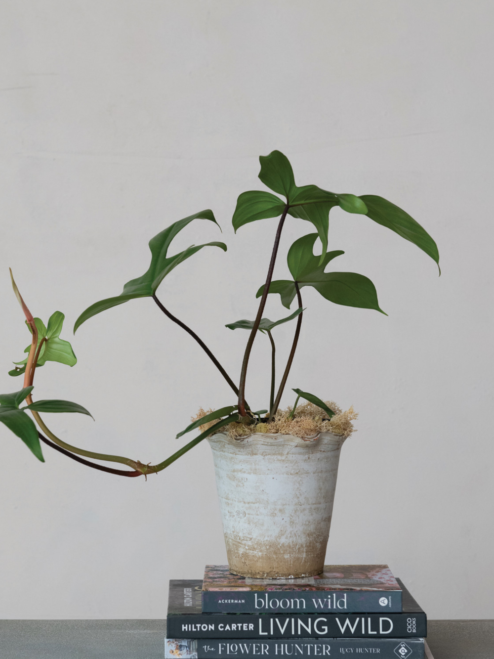 Ruffled Edge Terracotta Pot