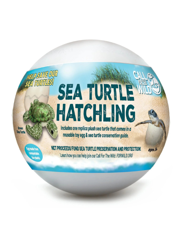 Sea Turtle Hatchling