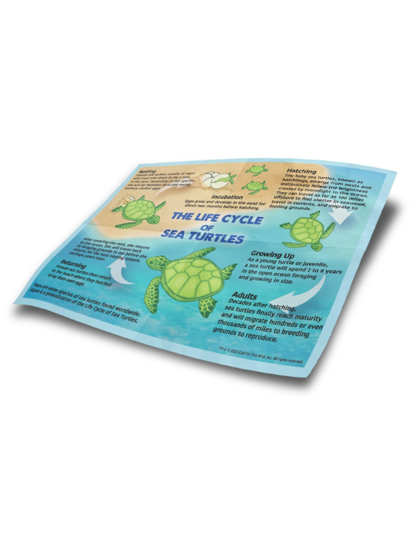 Sea Turtle Hatchling