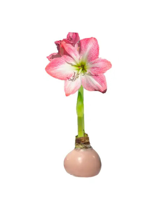 Pastel Amarylis Bulb