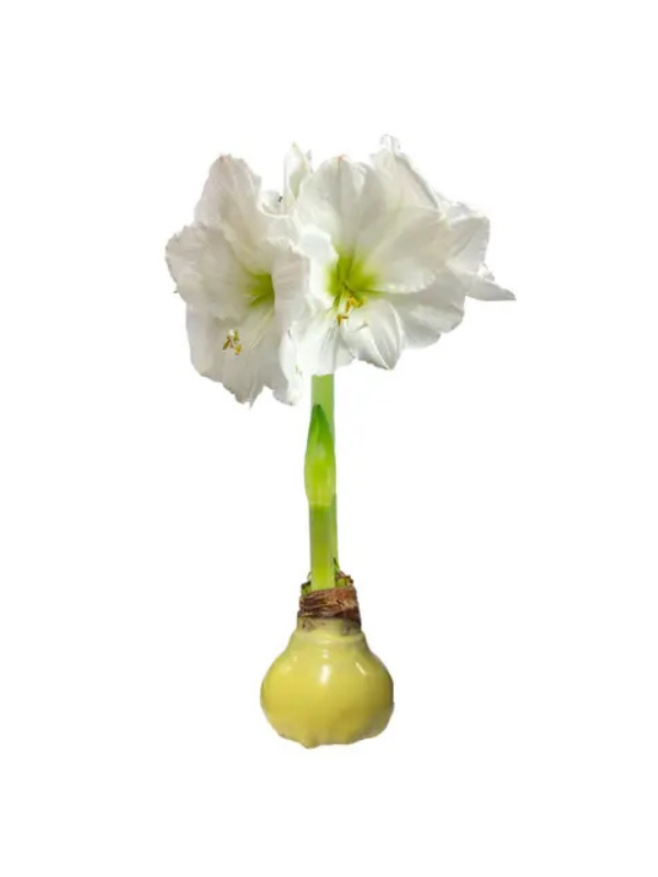 Pastel Amarylis Bulb