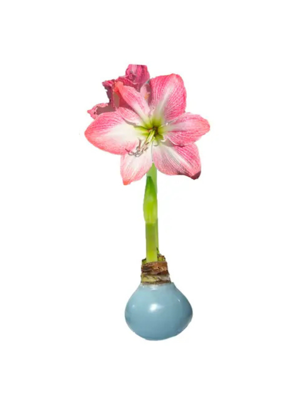 Pastel Amarylis Bulb