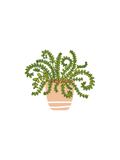 Potted plant on a white background