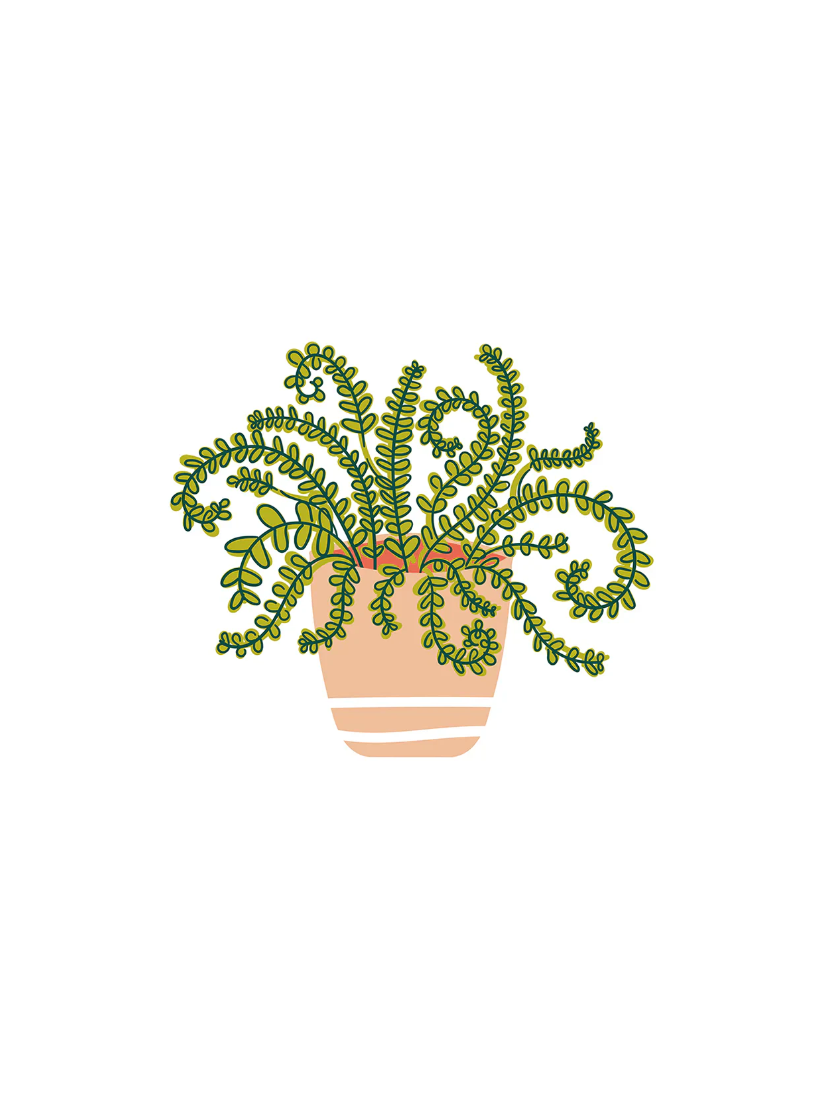 Potted plant on a white background