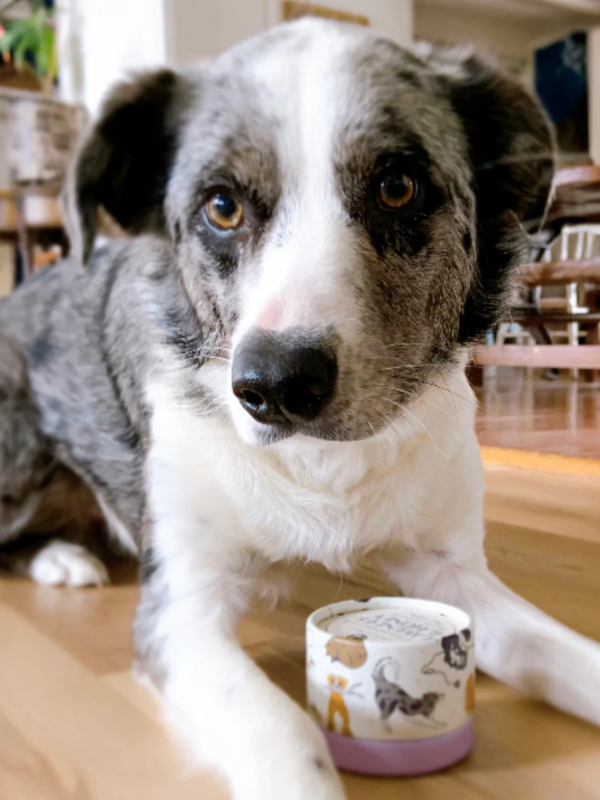 Lavender & Honey Pet Odor Eliminating Candle