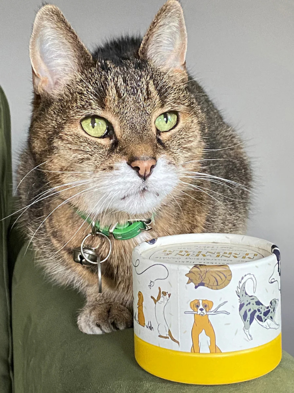 Mandarin & Lemon Balm Pet Odor Eliminating Candle